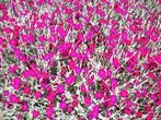 BIOLOGISCH ZAAD van PRIKNEUS Lychnis Coronar, Ophalen of Verzenden, Gehele jaar, Volle zon, Zaad