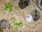 Dwerghamsters, Meerdere dieren, Hamster, Tam