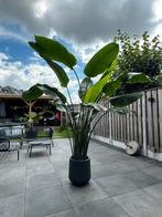 Strelitzia Nicolai +- 265cm incl pot, Tuin en Terras, Planten | Tuinplanten, Volle zon, Vaste plant, Zomer, Ophalen
