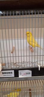2 gele kanariemannen te koop, Dieren en Toebehoren, Vogels | Kanaries, Mannelijk, Kleurkanarie