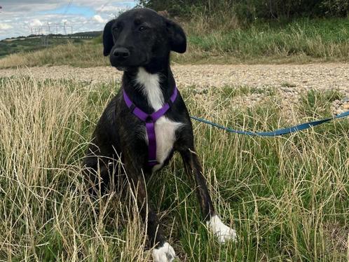 Lieve Reginna kruipt het liefste lekker tegen je aan., Dieren en Toebehoren, Honden | Niet-rashonden, Middel, Teef, Particulier