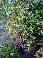 Oleander plant in pot, Overige soorten, Volle zon, Vaste plant, Ophalen of Verzenden