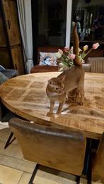 Abbesijn kater plus stamboom, Meerdere dieren, Gechipt