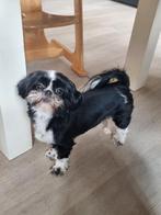 Shitzu teefje, Dieren en Toebehoren, Particulier, Overige rassen, 1 tot 2 jaar, Buitenland