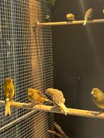 Kanaries, Meerdere dieren