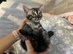 Bengaal kittens met stamboom, Dieren en Toebehoren, Meerdere dieren, Gechipt, 0 tot 2 jaar