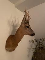 Opgezette reebok, Verzamelen, Ophalen of Verzenden, Zo goed als nieuw, Vogel, Opgezet dier