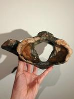 Atlas wervel wolharige neushoorn fossiel, Verzamelen, Mineralen en Fossielen, Ophalen of Verzenden, Fossiel