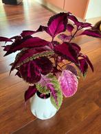 Siernetel in een bijzondere pot (vaas), Ophalen, In pot, Volle zon, Minder dan 100 cm