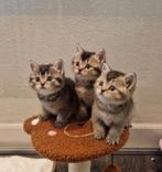 Prachtige brits /britse korthaar kittens, Dieren en Toebehoren, Katten en Kittens | Raskatten | Korthaar, Meerdere dieren, Gechipt