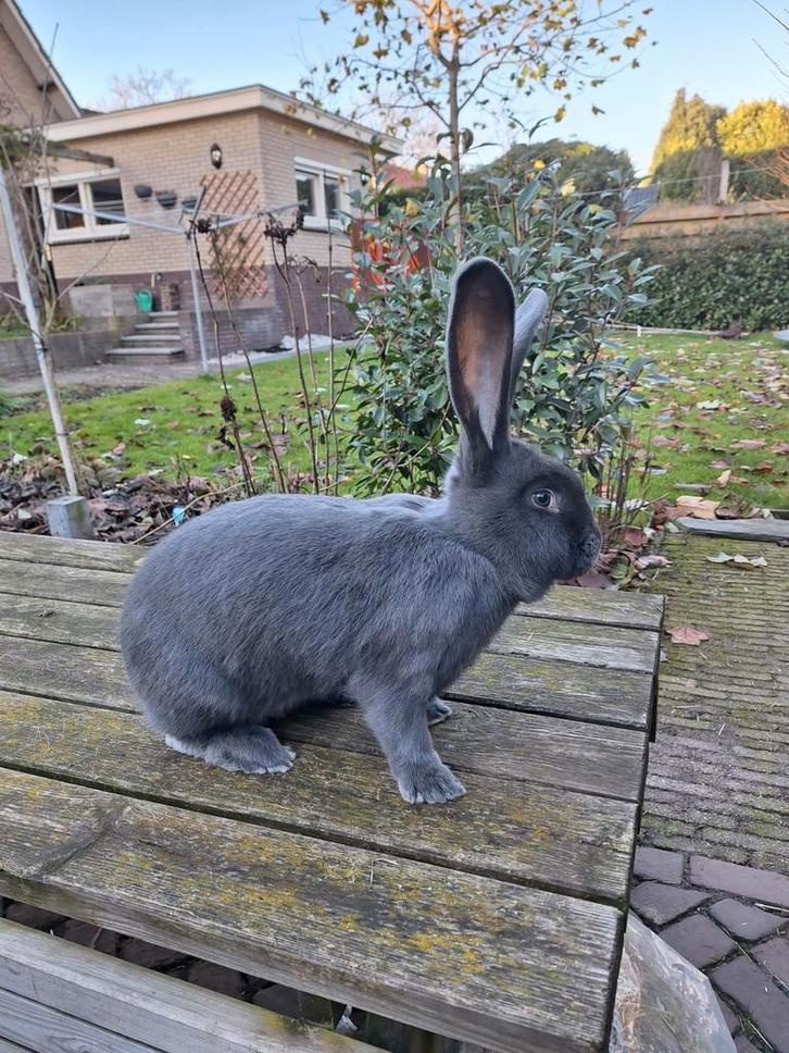Blauwe Vlaamse Reus - voedster, Dieren en Toebehoren, Konijnen, Groot, Vrouwelijk