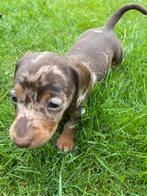 Choco getijgerde Dwerg / Kaninchen Teckel Reu, Dieren en Toebehoren, Reu, CDV (hondenziekte), 8 tot 15 weken, Korthaar