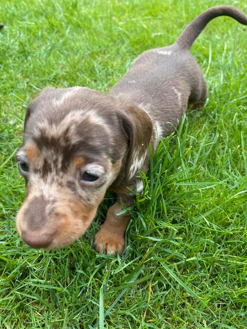 Choco getijgerde Dwerg / Kaninchen Teckel Reu, Dieren en Toebehoren, Honden | Teckels en Dashonden, Reu, Korthaar, Dwerg, Fokker | Hobbymatig