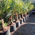 Trachycarpus fortunei/ palmboom div hoogte.s, Tuin en Terras, Planten | Tuinplanten, Winter, Ophalen of Verzenden
