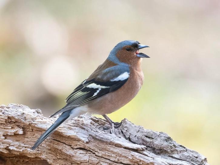 Koppel Europese vinken beschikbaar., Dieren en Toebehoren, Vogels | Overige Vogels, Wildzangvogel, Meerdere dieren, Geringd