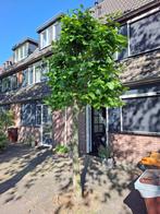 Mooie leilinde te koop, Tuin en Terras, Planten | Bomen, Overige soorten, 250 tot 400 cm, Ophalen, Volle zon
