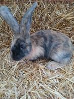 Jong rammetje met mooie kleurslag Japanner, Dieren en Toebehoren, Konijnen, Mannelijk, Groot, 0 tot 2 jaar