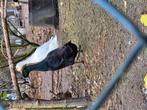 Loopeenden beschikbaar 3 woerden, Dieren en Toebehoren, Meerdere dieren, Eend