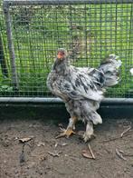 Brahma hanen, Dieren en Toebehoren, Pluimvee, Mannelijk, Kip