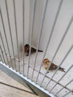 Europese cultuur vogels, Dieren en Toebehoren, Vogels | Overige Vogels, Meerdere dieren, Wildzangvogel