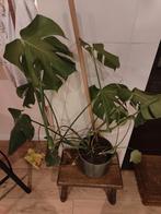 Monstera Deliciosa (zonder pot), Tuin en Terras, Planten | Tuinplanten, Vaste plant, Bloeit niet, Halfschaduw, Ophalen