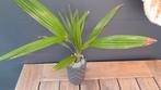 Jonge Trachycarpus Fortunei (Chinese Waaierpalm)., Tuin en Terras, Planten | Bomen, Ophalen of Verzenden, Volle zon, Palmboom