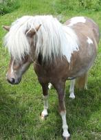 silverdapple merries, Dieren en Toebehoren, Pony's, Merrie, Onbeleerd, A pony (tot 1.17m), Recreatiepony