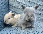 Nog 1 Super schattig pluizig baby konijn (vrouwtje) te koop, Dieren en Toebehoren, Meerdere dieren, Dwerg, 0 tot 2 jaar