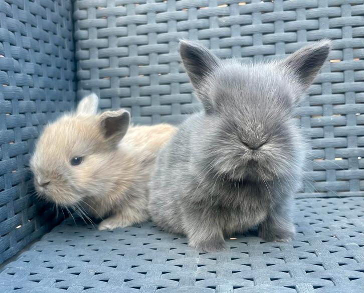 Nog 1 Super schattig pluizig baby konijn (vrouwtje) te koop, Dieren en Toebehoren, Konijnen, Dwerg, Meerdere dieren, 0 tot 2 jaar