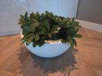 Groene (nep) kamerplanten in hoogglanspot, Overige soorten, In pot, Minder dan 100 cm, Groene kamerplant