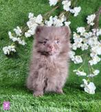 Pomeriaan dwergkees pom pomeranian, Dieren en Toebehoren, België, 8 tot 15 weken, Teef, Eén hond
