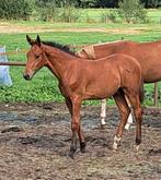 Hengstveulen Drummer tn x I'm Special de muze, Dieren en Toebehoren, Paarden, Hengst, Springpaard, 0 tot 2 jaar