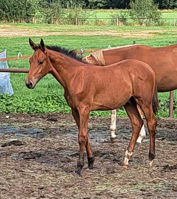 Hengstveulen Drummer tn x I'm Special de muze, Dieren en Toebehoren, Paarden, Hengst, 0 tot 2 jaar, Springpaard