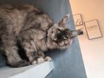 Maine Coon Katze, Kater, Gechipt, 0 tot 2 jaar