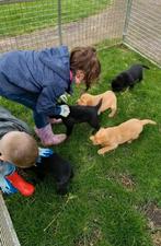 Prachtige redfox en zwarte labrador pups, Particulier, Meerdere, 8 tot 15 weken, Meerdere dieren
