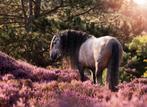 Ongelooflijke knappe, bomproef PRE ruin 7 jaar., Dieren en Toebehoren, Paarden, Ruin