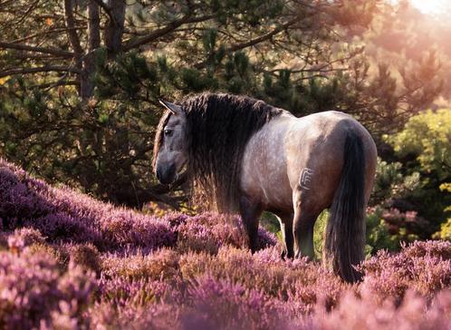 Ongelooflijke knappe, bomproef PRE ruin 7 jaar., Dieren en Toebehoren, Paarden, Ruin
