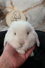 Minilop rammetje, Dieren en Toebehoren, Vrouwelijk, Dwerg, Hangoor, 0 tot 2 jaar