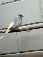 Diamant duifjes, Dieren en Toebehoren, Vogels | Duiven, Meerdere dieren, Overige soorten