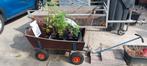 Biologische moestuin en tuinplanten, divers aanbod, Tuin en Terras, Planten | Tuinplanten, Ophalen, Volle zon, Groenteplanten