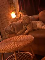 Honden Oppas Zaanstreek.