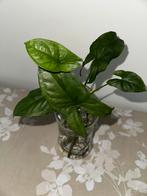 Syngonium mottled mojito incl glaasje, Huis en Inrichting, Kamerplanten, Ophalen of Verzenden, Halfschaduw, Minder dan 100 cm