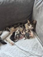 Kittens zijn geboren ! Liefdevolle baasjes gezocht
