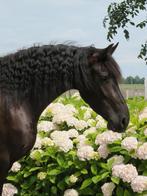 Wedstrijd ruiter gezocht, Dieren en Toebehoren, Paarden en Pony's | Overige Paardenspullen, Ophalen, Zo goed als nieuw, Dressuur