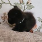 Kittens Maine Coon, Dieren en Toebehoren, Meerdere dieren