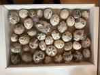 Zeeegels uit Denemarken, Ophalen of Verzenden, Fossiel