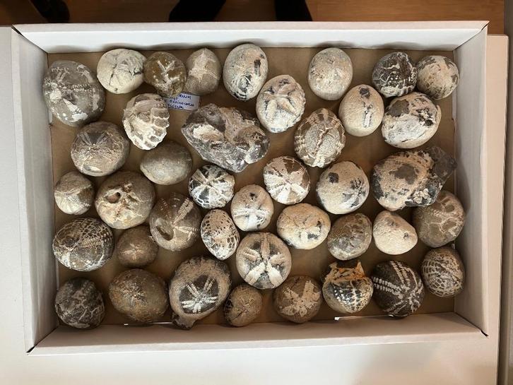 Zeeegels uit Denemarken, Verzamelen, Mineralen en Fossielen, Fossiel, Ophalen of Verzenden