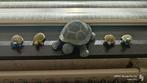 Schildpadden verzameling " keramiek", Verzamelen, Ophalen, Zo goed als nieuw, Beeldje of Figuurtje