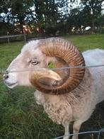 Stoere en lieve dekram Ouessant, Dieren en Toebehoren, Schapen, Geiten en Varkens, Mannelijk, Schaap, 0 tot 2 jaar