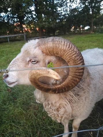 Stoere en lieve dekram Ouessant beschikbaar voor biedingen